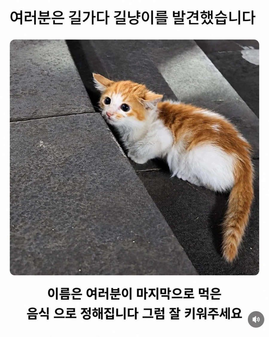 당신은 길냥이를 발견했습니다.
