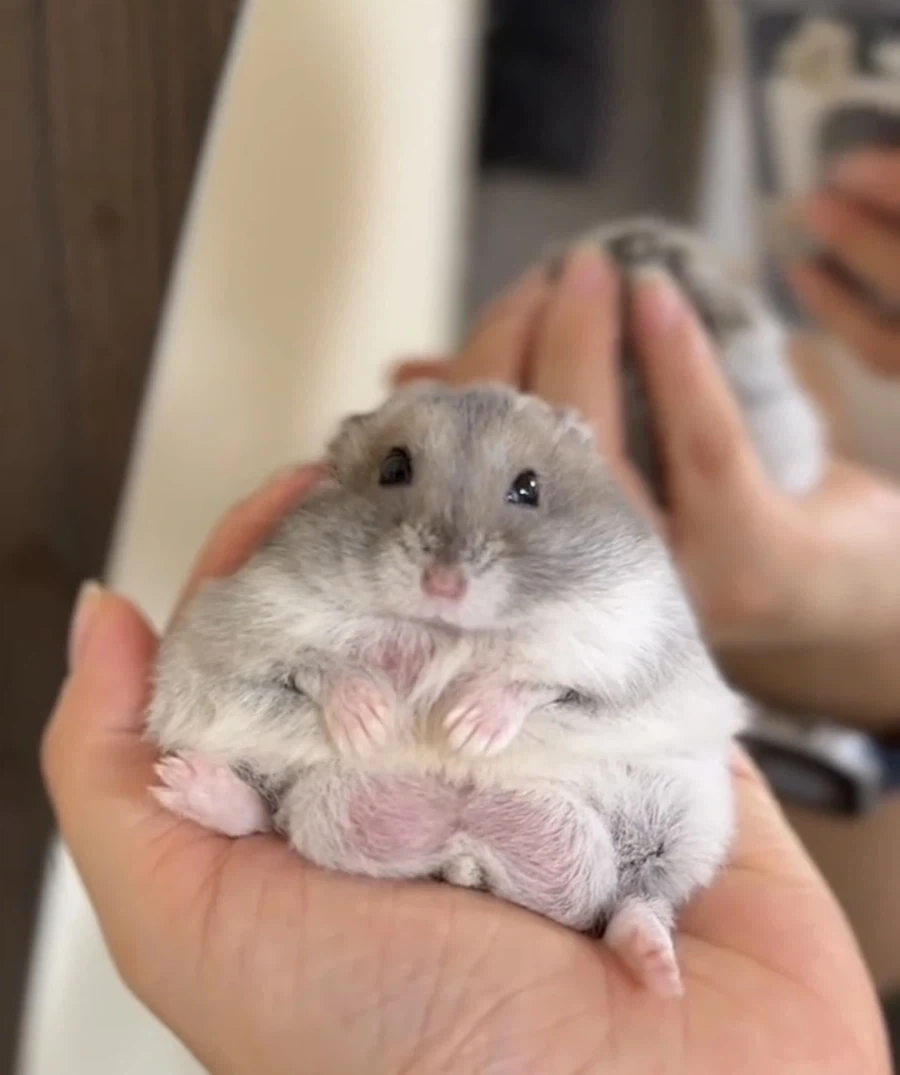 뭔가 익숙한 햄스터.jpg