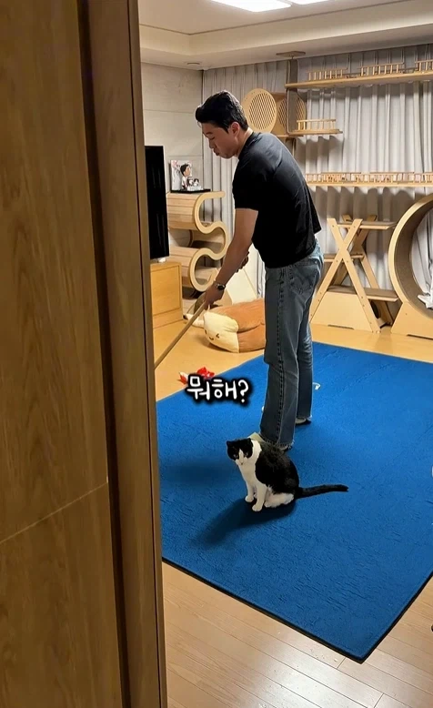 고자극에 중독된 고양이들