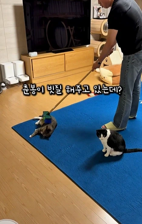 고자극에 중독된 고양이들 - 이미지 5