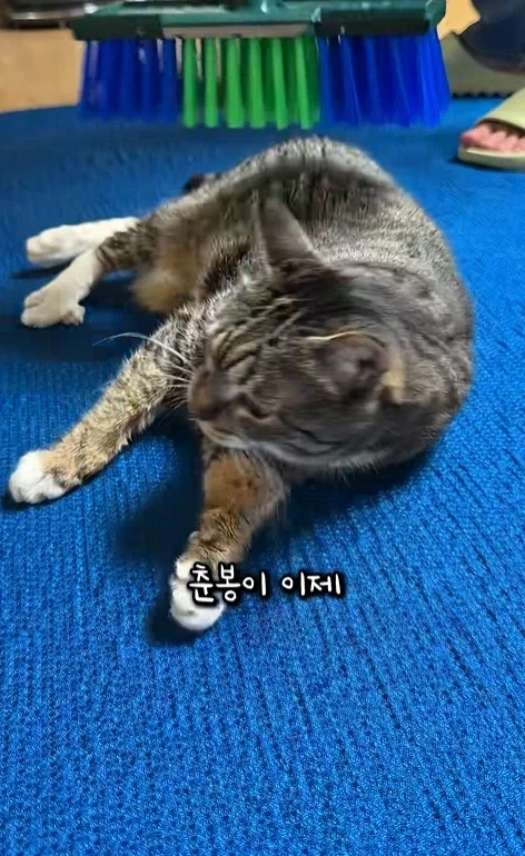 고자극에 중독된 고양이들 - 이미지 6