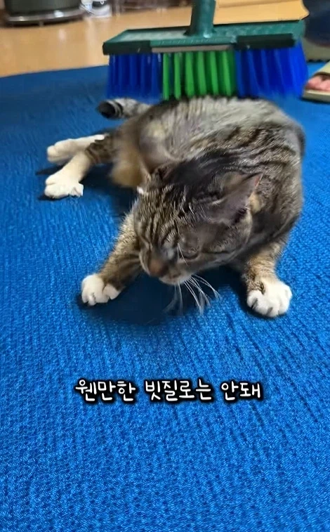 고자극에 중독된 고양이들 - 이미지 7