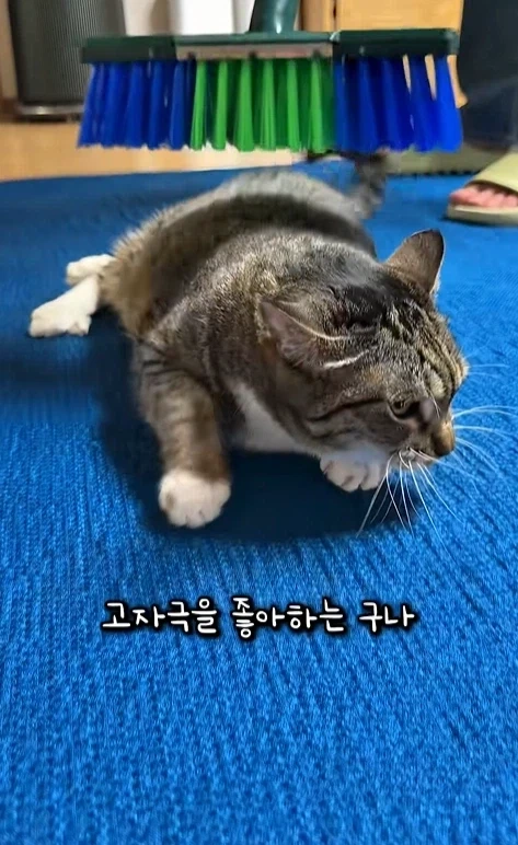 고자극에 중독된 고양이들 - 이미지 8