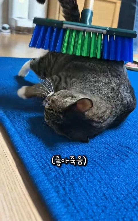 고자극에 중독된 고양이들 - 이미지 9