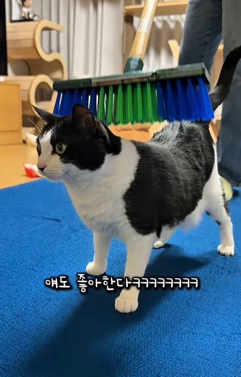 고자극에 중독된 고양이들 - 이미지 11