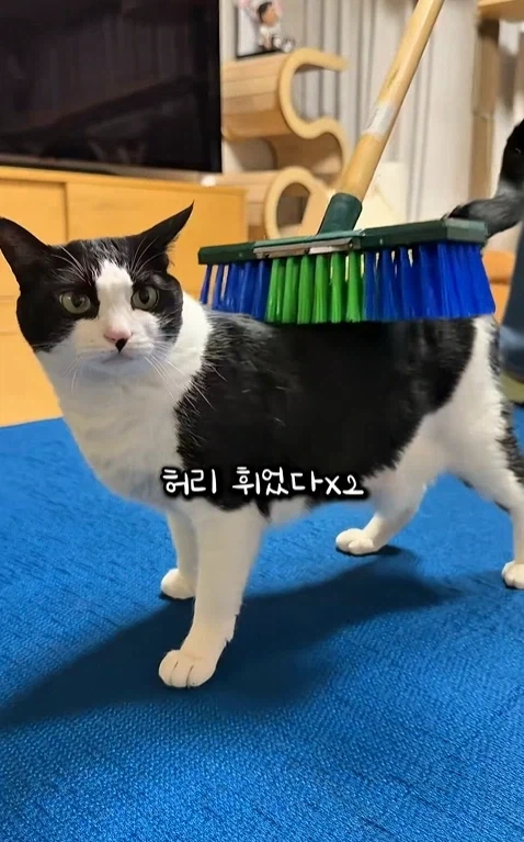 고자극에 중독된 고양이들 - 이미지 12