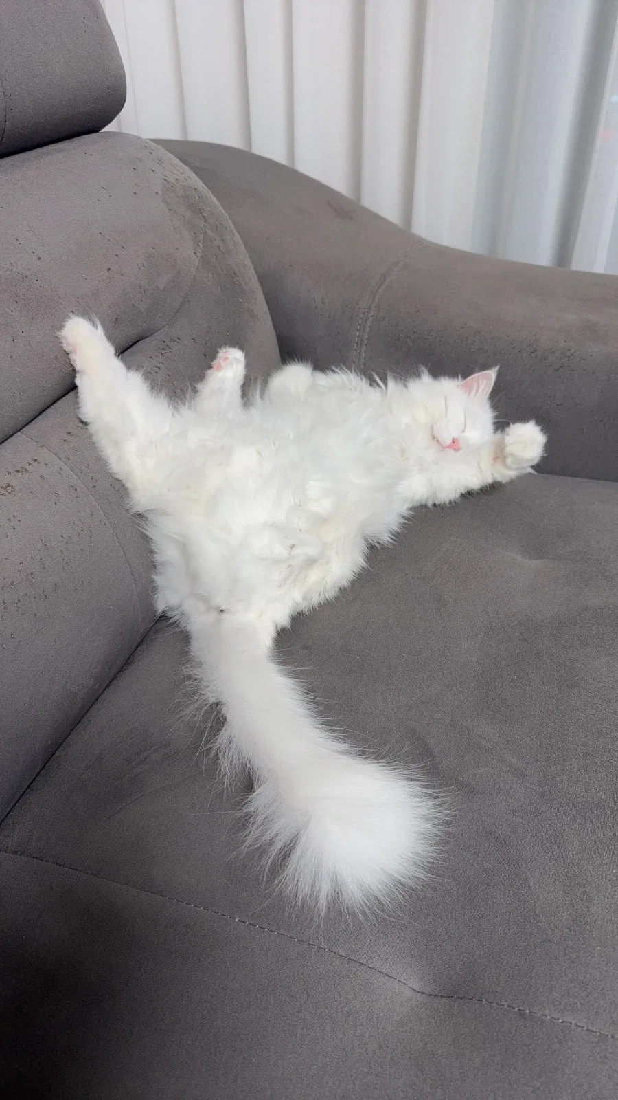 희한하게 자는 우리집 고양이