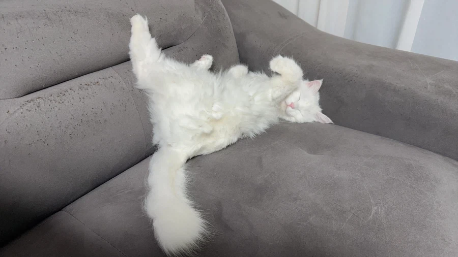 희한하게 자는 우리집 고양이 - 이미지 2
