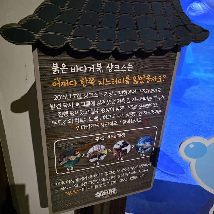 부산에서 샹크스 실제로 만나고 왔다 - 이미지 4