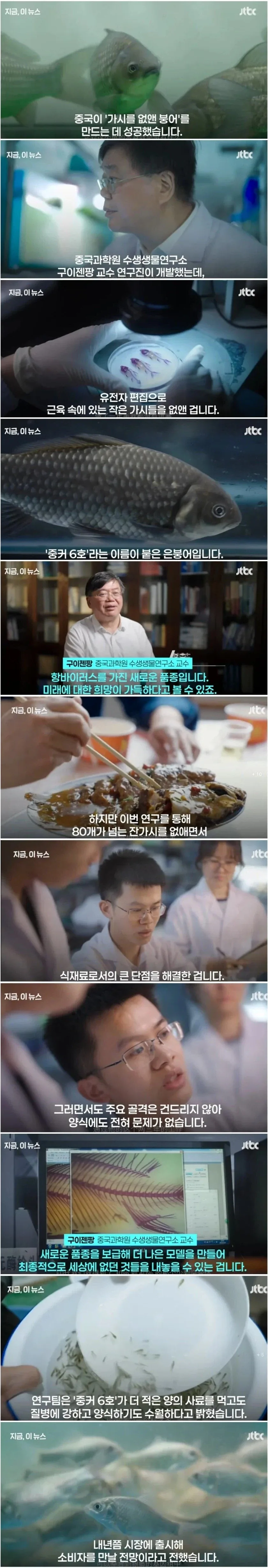 중국에서 개발한 잔가시 없는 붕어