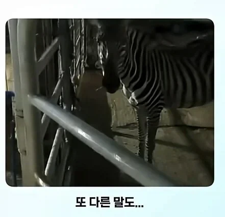 얼룩말 처음 본 말 반응 - 이미지 4