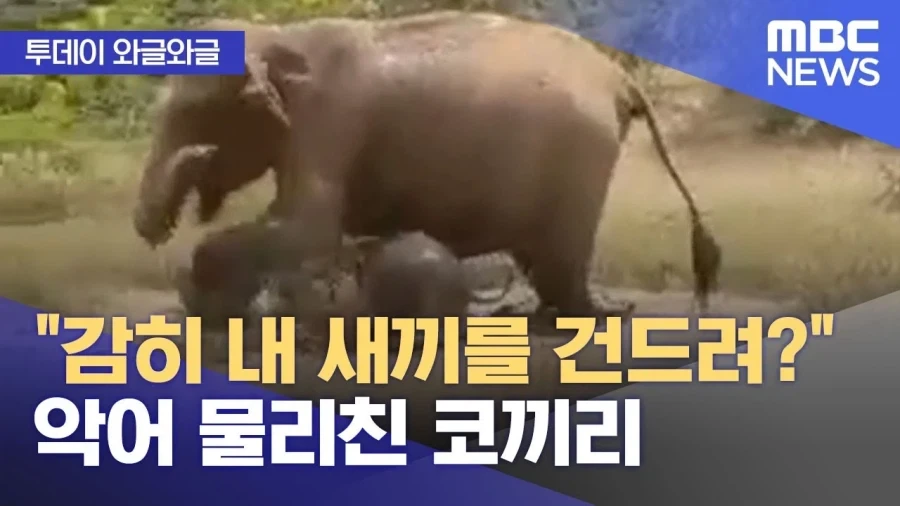 아시아코끼리는 크기도 작고 온순해서 공격을 많이 받는다. - 이미지 3