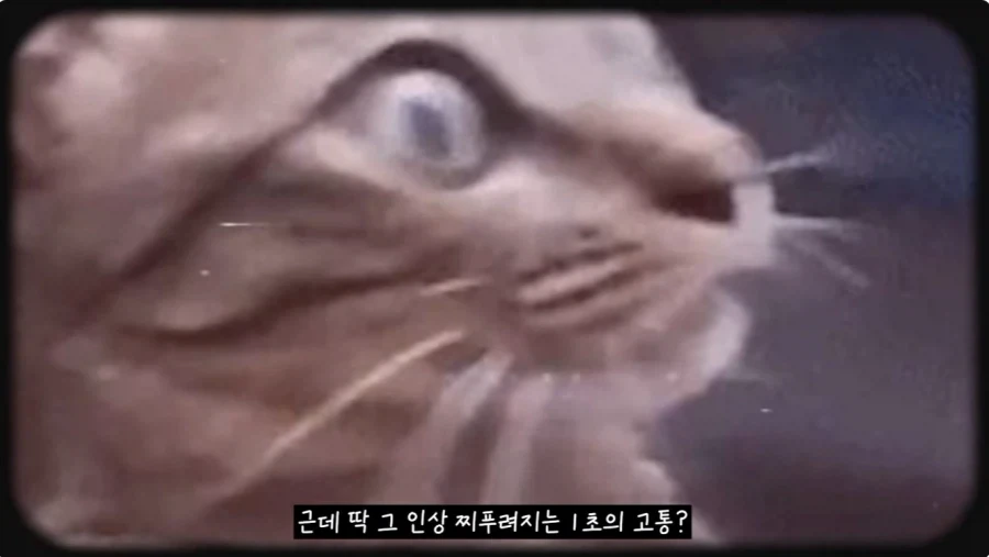 미국인들 지들 췌장 크다고 자랑하는 음료 - 이미지 16