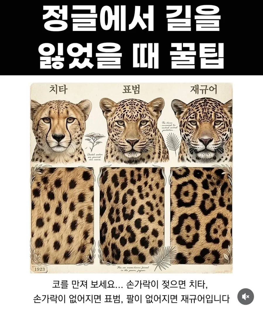 싱글벙글 정글에서 길 잃었을 때 꿀팁