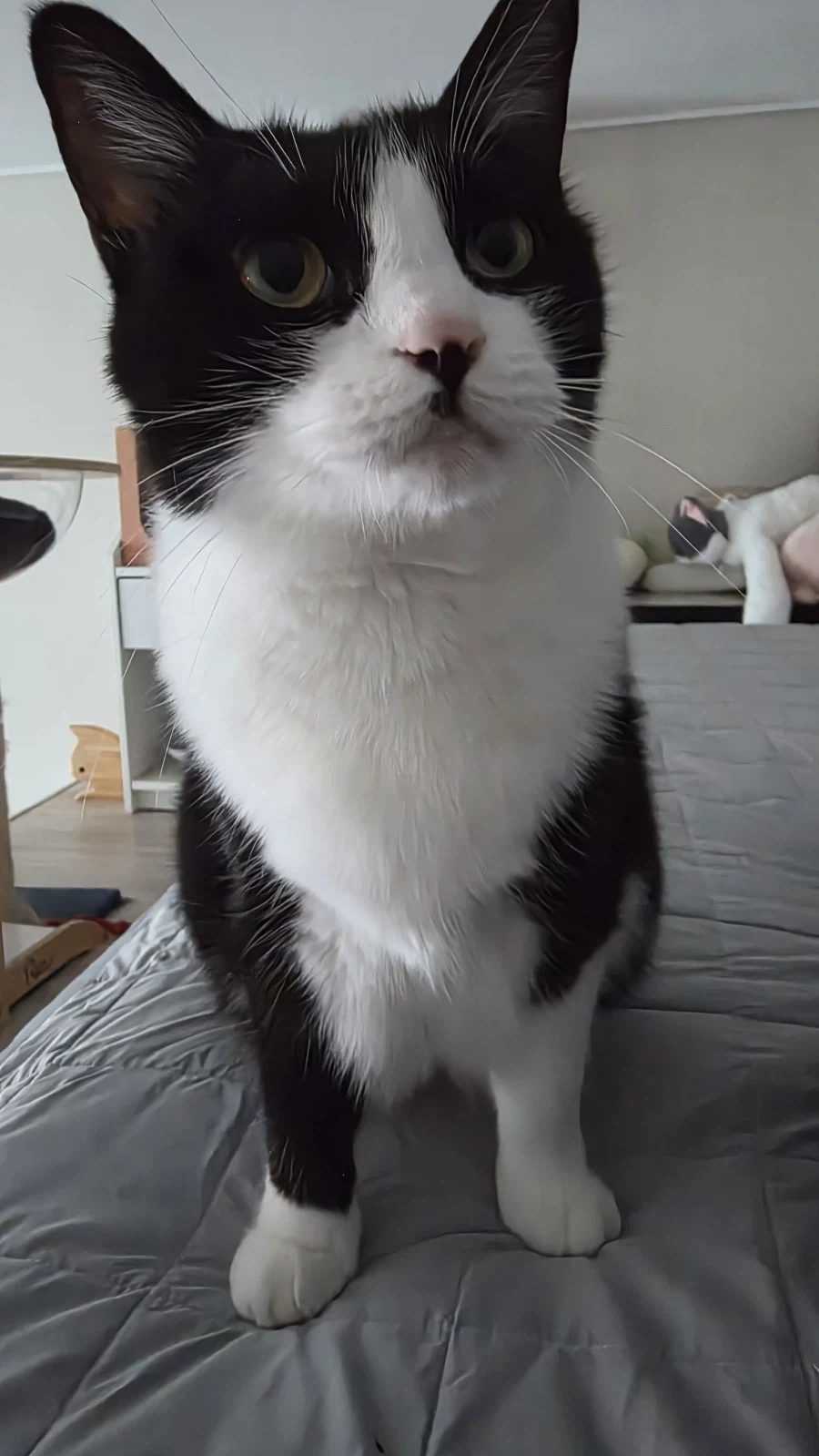 고양이 키우는 사람의 특권