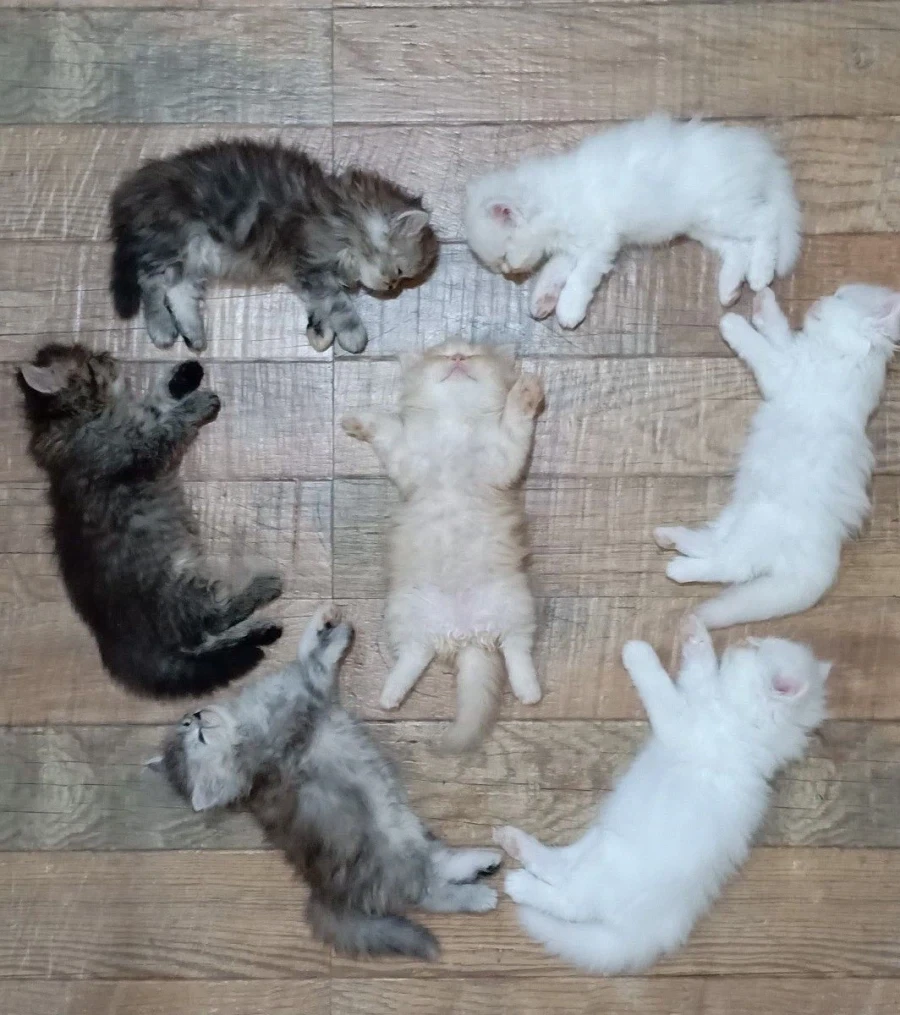 고양이) 한장만에 무슨무슨법 달성하기