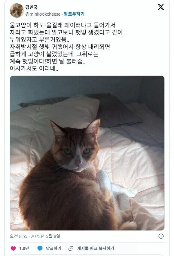 고양이가 집사를 자꾸 부른 이유