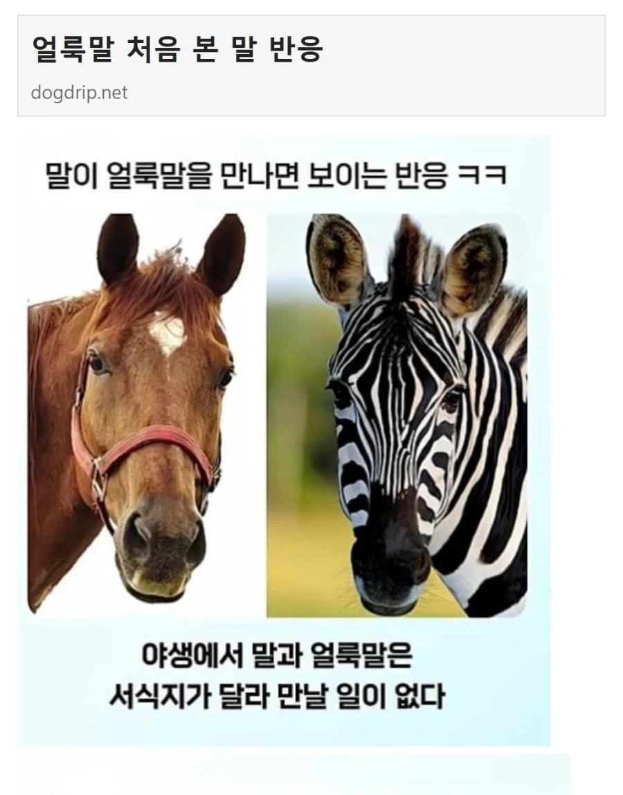 얼룩말 처음 본 말 반응