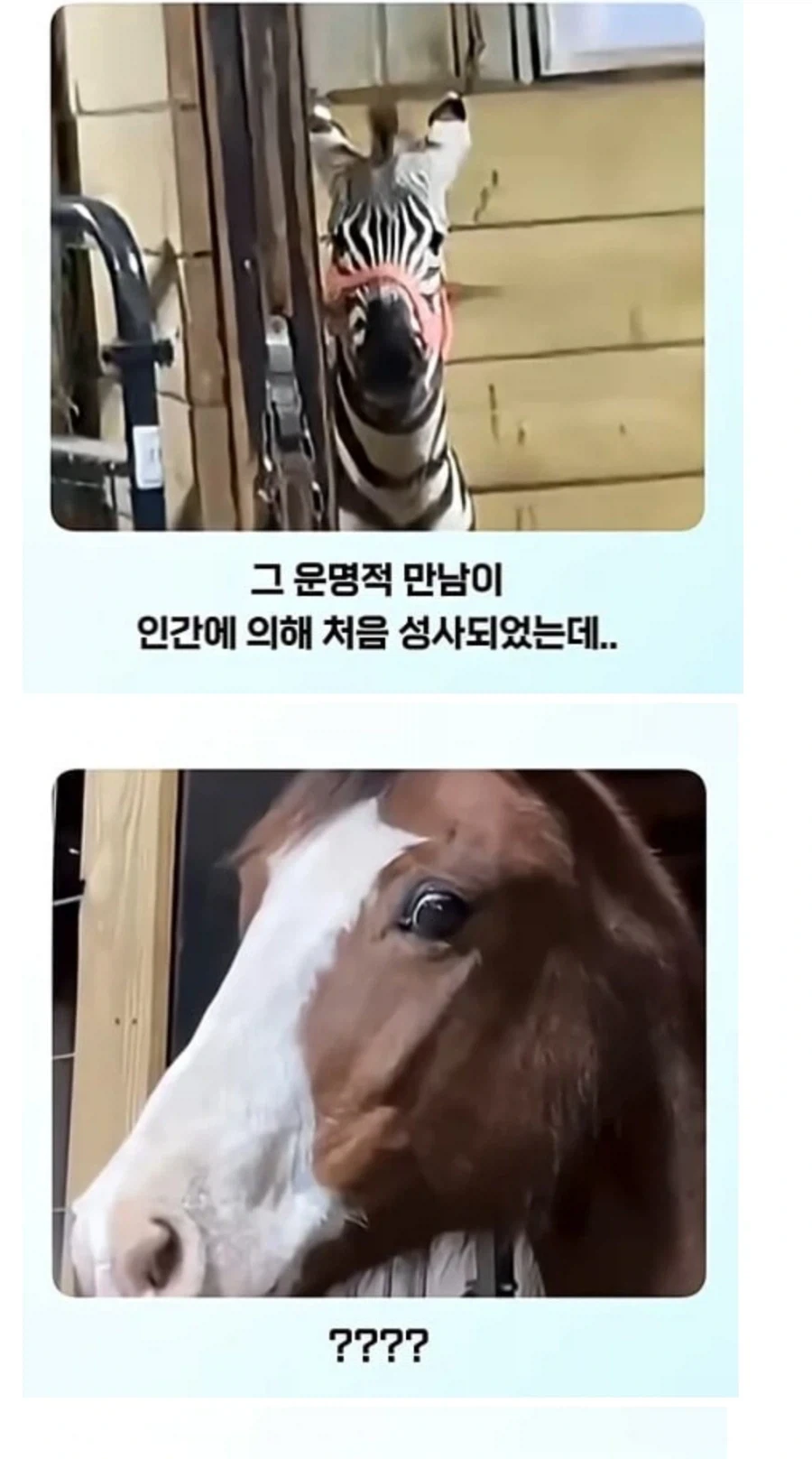 얼룩말 처음 본 말 반응 - 이미지 2