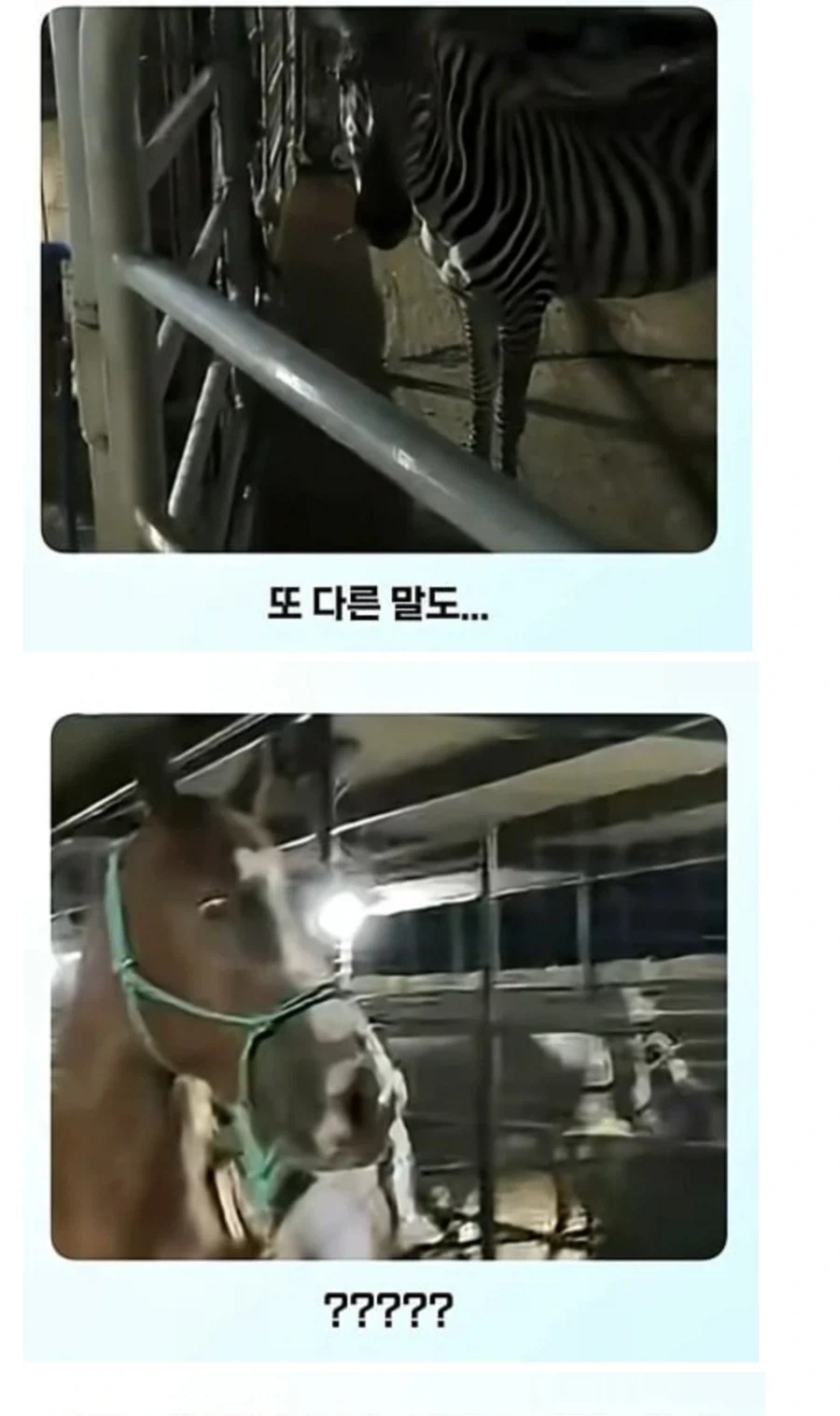 얼룩말 처음 본 말 반응 - 이미지 3