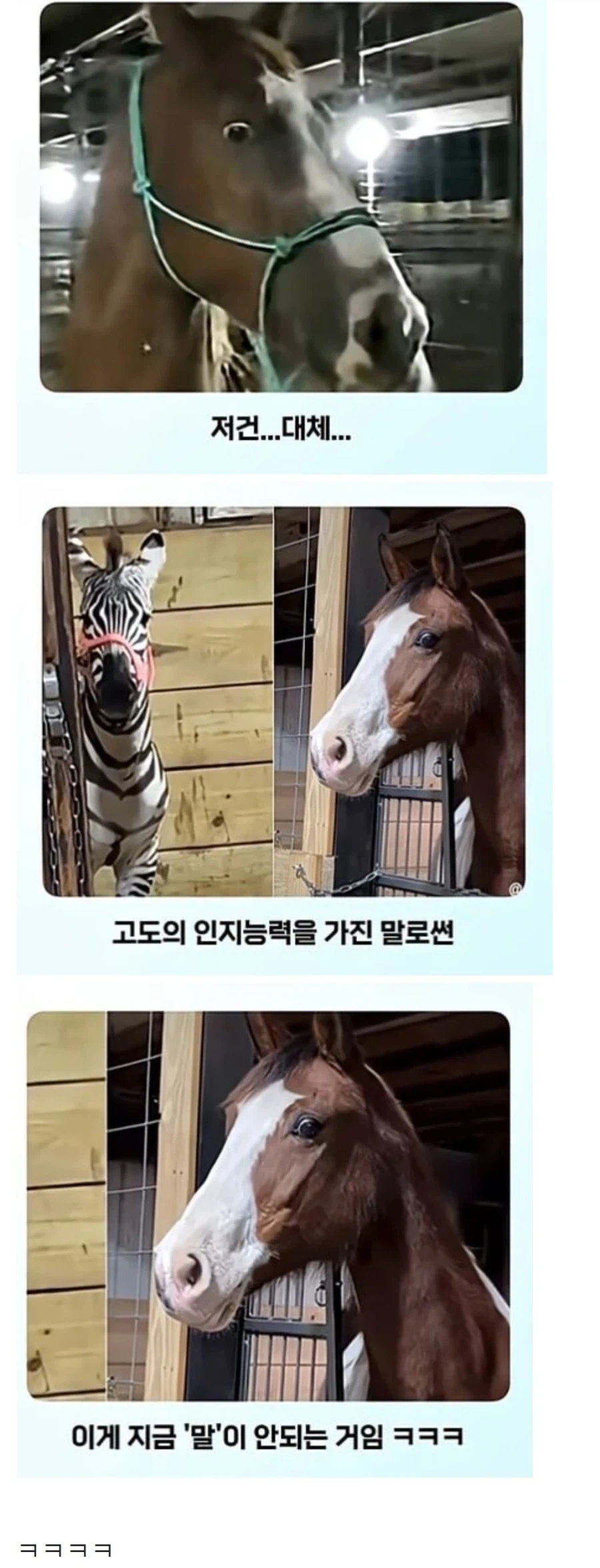 얼룩말 처음 본 말 반응 - 이미지 4