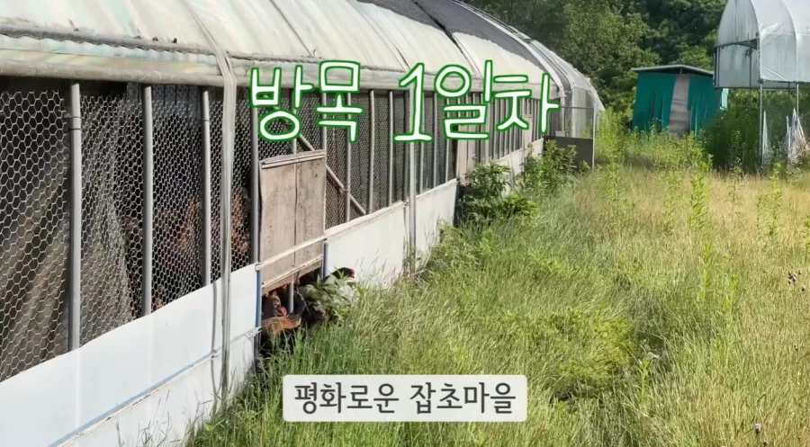 잡초가 무성한 곳에 토종닭을 풀어 놓을경우
