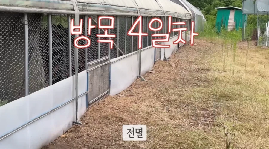 잡초가 무성한 곳에 토종닭을 풀어 놓을경우 - 이미지 2