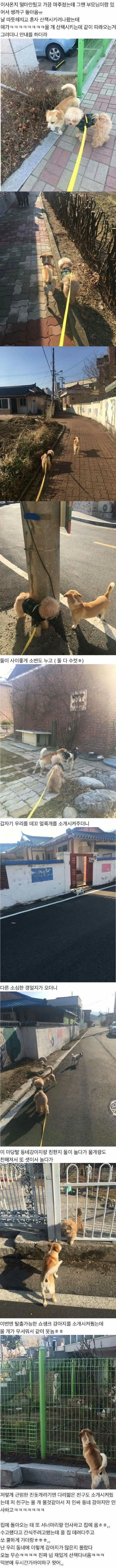 새로 이사온 곳에서 만난 슈퍼 인싸 멍뭉이.jpg