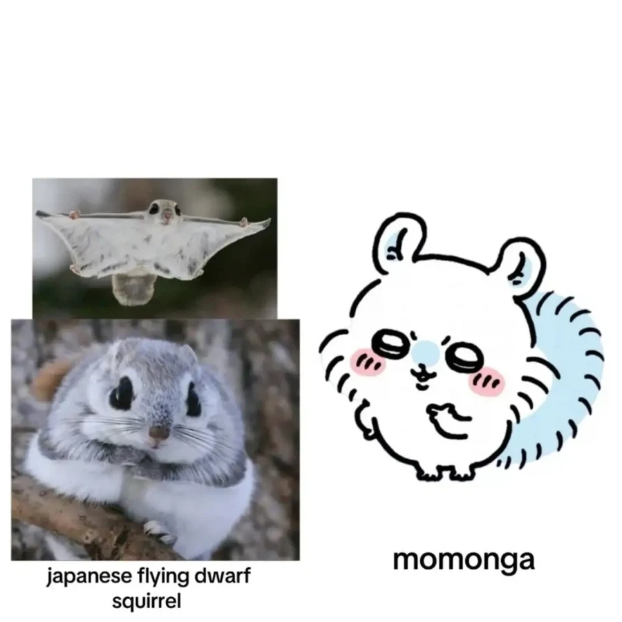 치이카와 실제 모티브 동물들 - 이미지 5