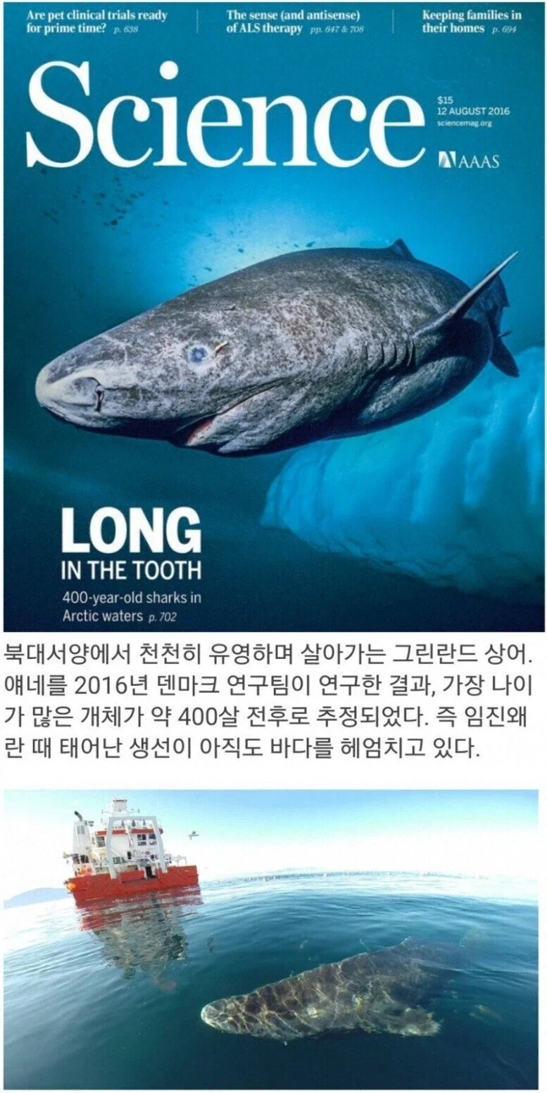 임진왜란 무렵 즈음 태어난 상어.jpg