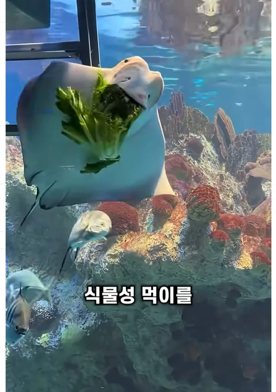 가오리 풀뜯어먹는 소리하고 있네