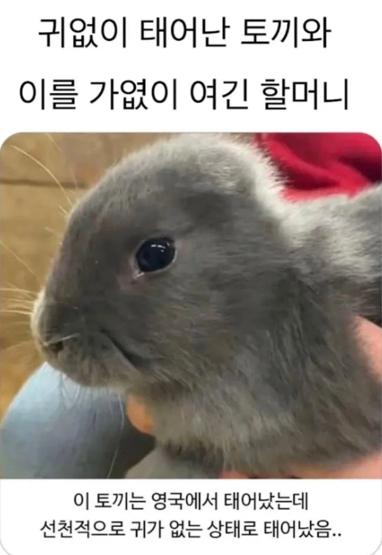 귀가없이 태어난 불쌍한 토끼