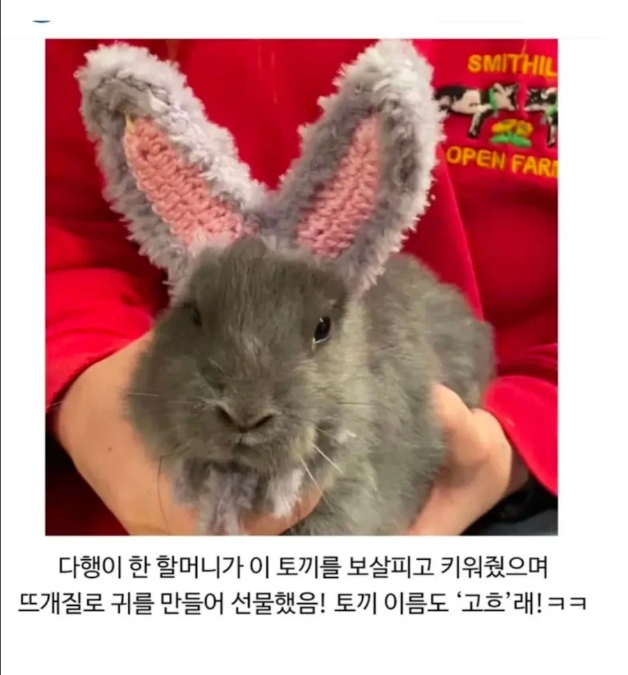 귀가없이 태어난 불쌍한 토끼 - 이미지 2