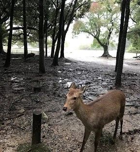 의외로 전통으로 교토를 깔 볼 수 있는 일본 도시.jpg