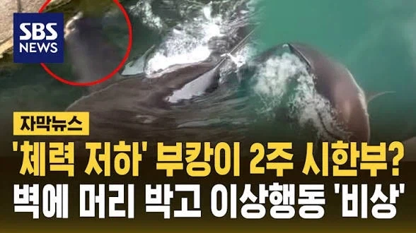 시한부 병약 유부녀