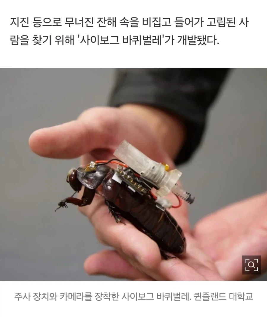 혐) 기초적인 임플란트 바퀴벌레다.jpg