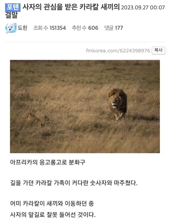 사자의 관심을 받은 카라칼 새끼의 결말.