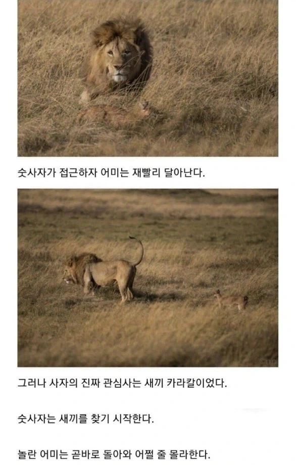 사자의 관심을 받은 카라칼 새끼의 결말. - 이미지 2