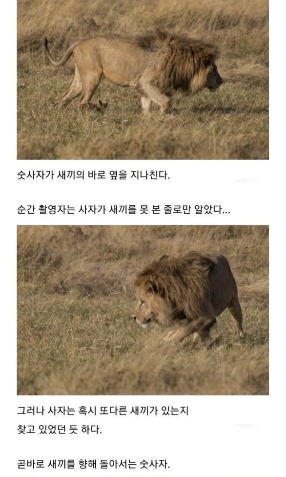 사자의 관심을 받은 카라칼 새끼의 결말. - 이미지 3