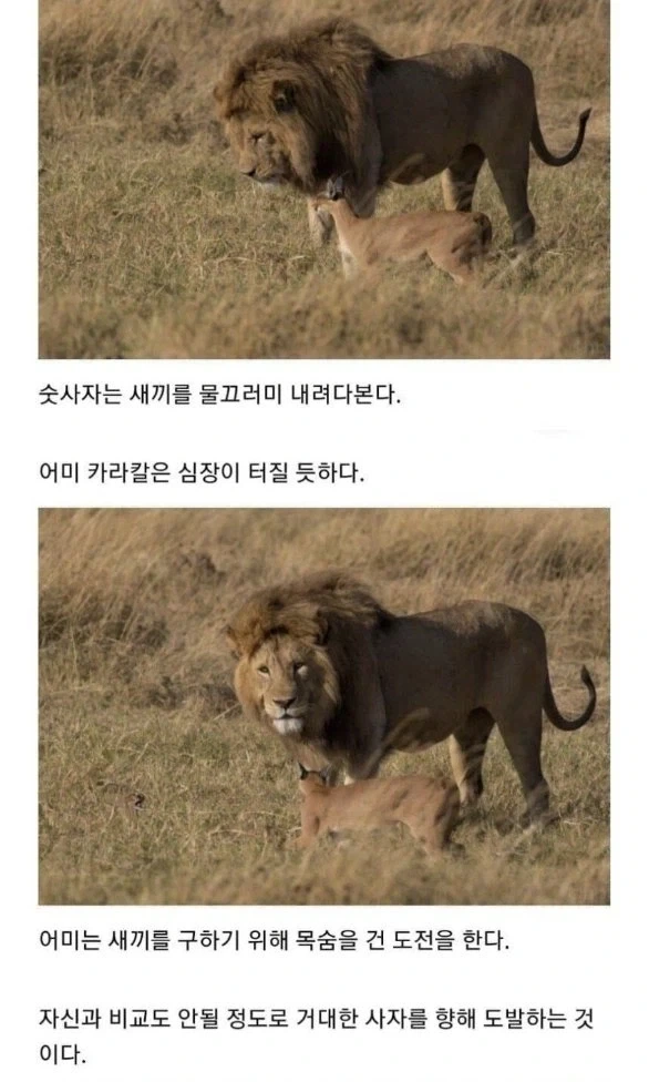 사자의 관심을 받은 카라칼 새끼의 결말. - 이미지 4
