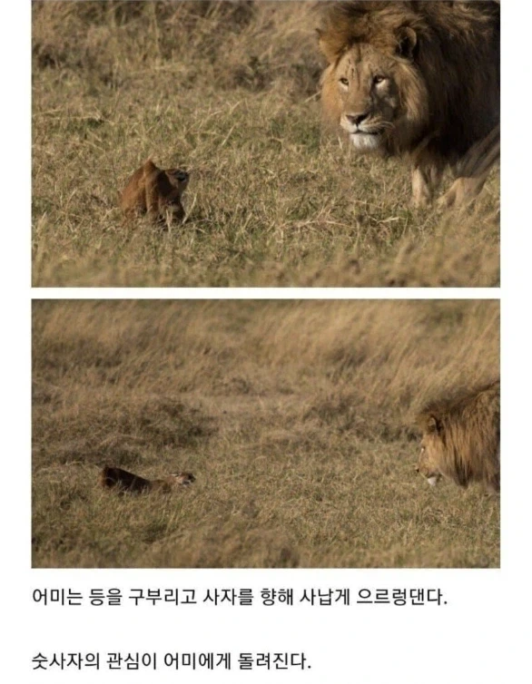 사자의 관심을 받은 카라칼 새끼의 결말. - 이미지 5