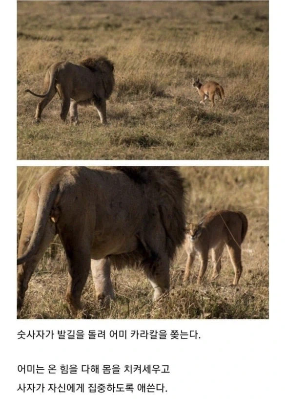 사자의 관심을 받은 카라칼 새끼의 결말. - 이미지 6