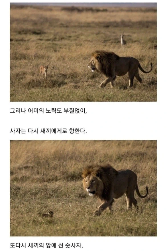 사자의 관심을 받은 카라칼 새끼의 결말. - 이미지 7
