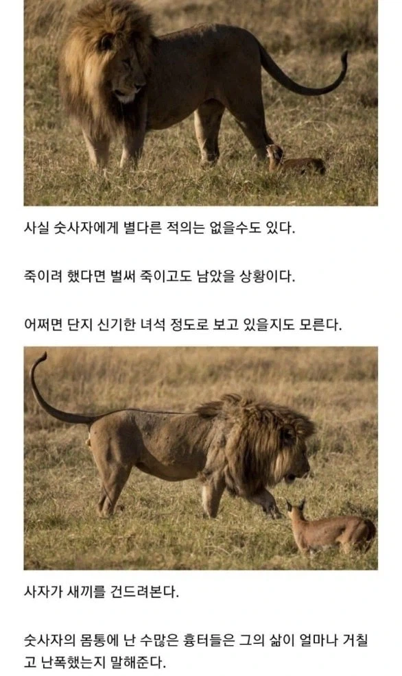 사자의 관심을 받은 카라칼 새끼의 결말. - 이미지 8