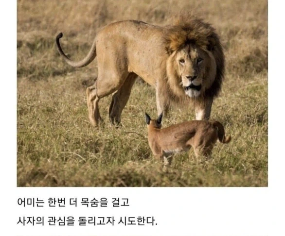 사자의 관심을 받은 카라칼 새끼의 결말. - 이미지 9