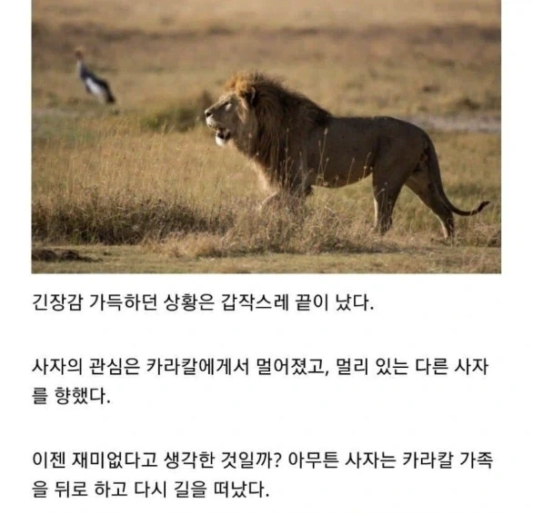 사자의 관심을 받은 카라칼 새끼의 결말. - 이미지 11