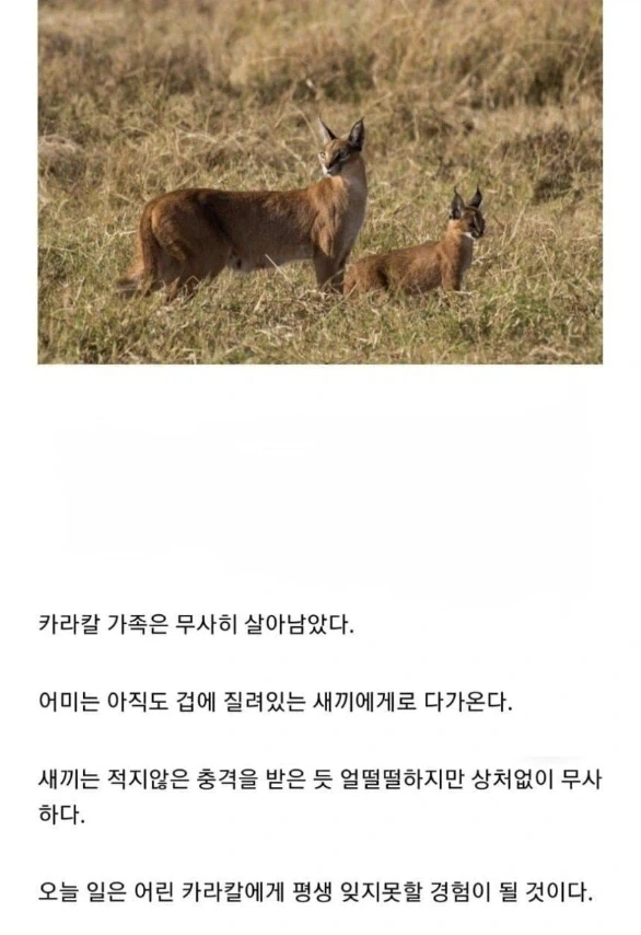사자의 관심을 받은 카라칼 새끼의 결말. - 이미지 12