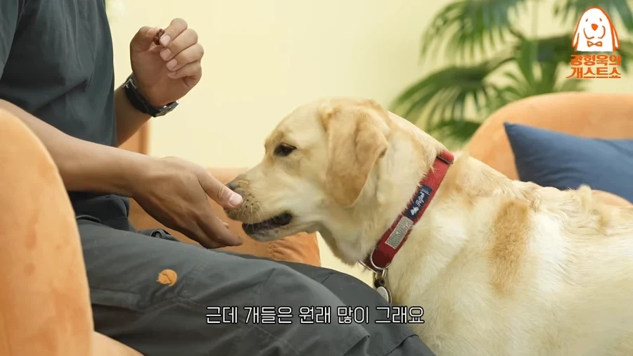 강형욱이 재밌다고 하는거 - 이미지 3