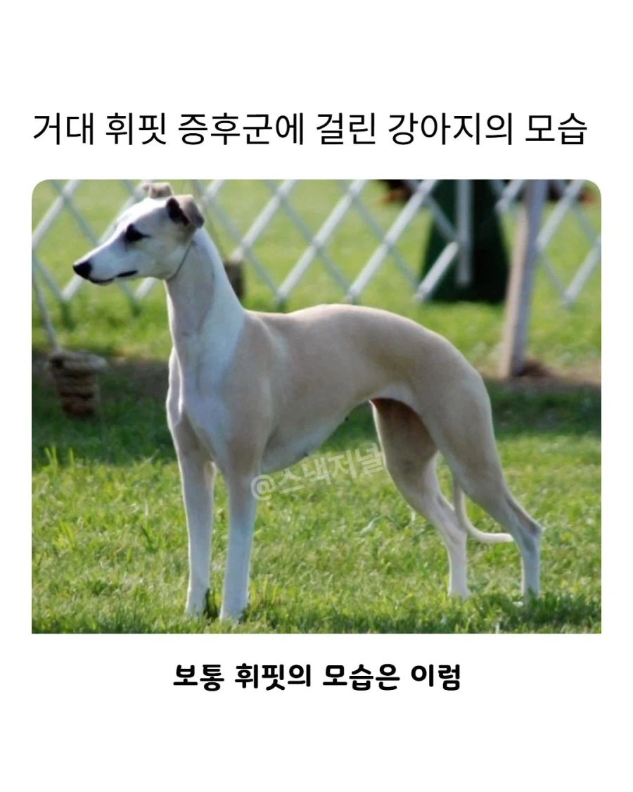 거대 휘핏 증후군에 걸린 댕댕이...