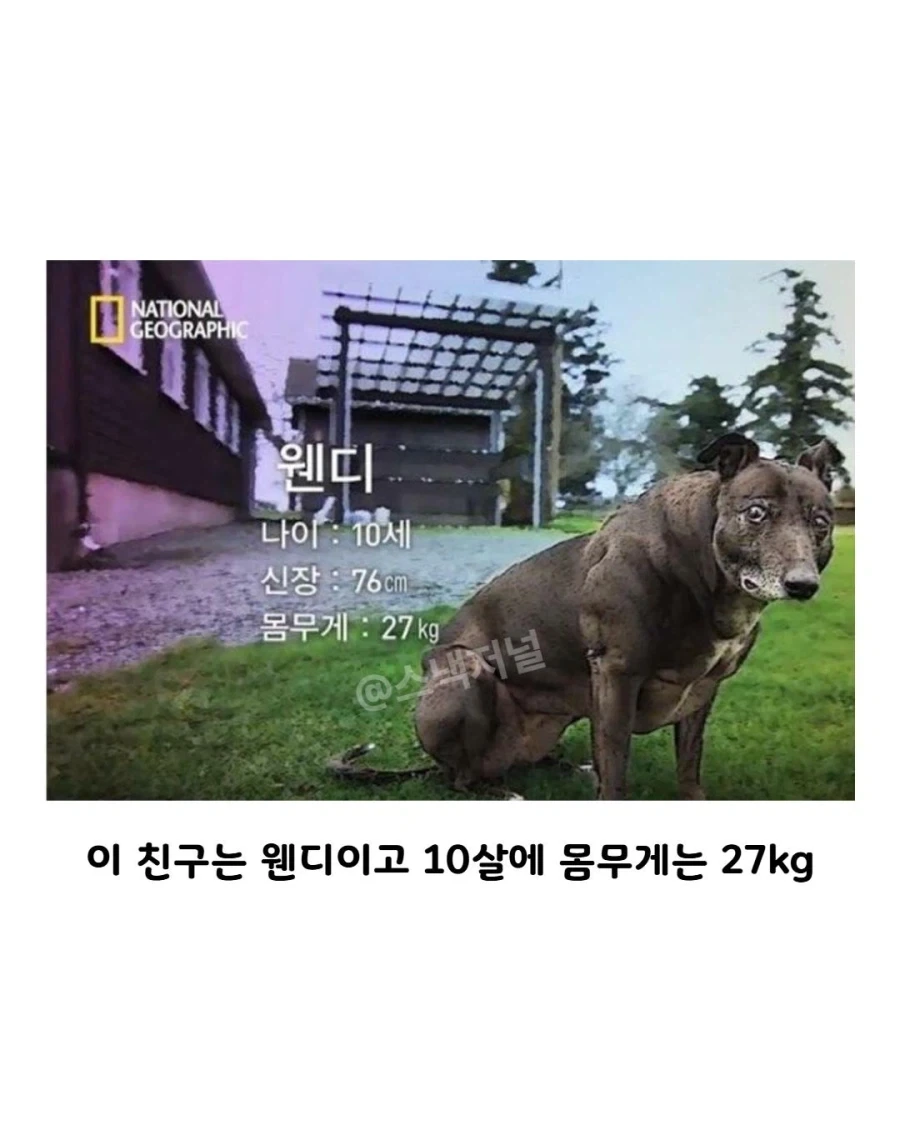 거대 휘핏 증후군에 걸린 댕댕이... - 이미지 3